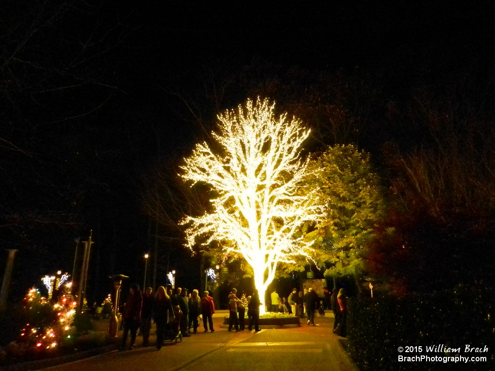 Just outside the entrance to Italy and Holiday Hills is this wonderfuly decorated tree.