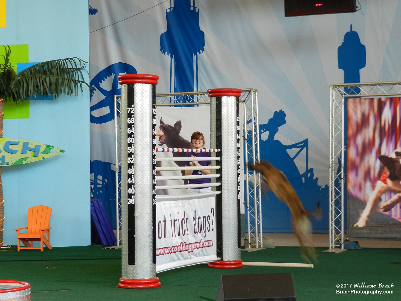 These dogs can really jump high!