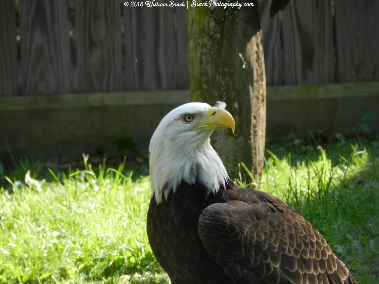 Hattie looking around the enclosure to make sure it is indeed safe to eat.