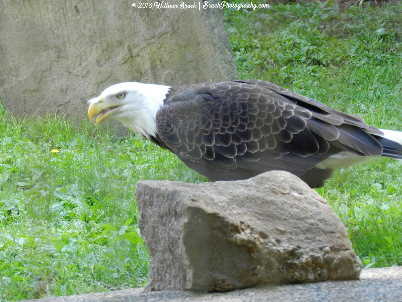 Hattie keeping a close eye on her surroundings while she's eating.