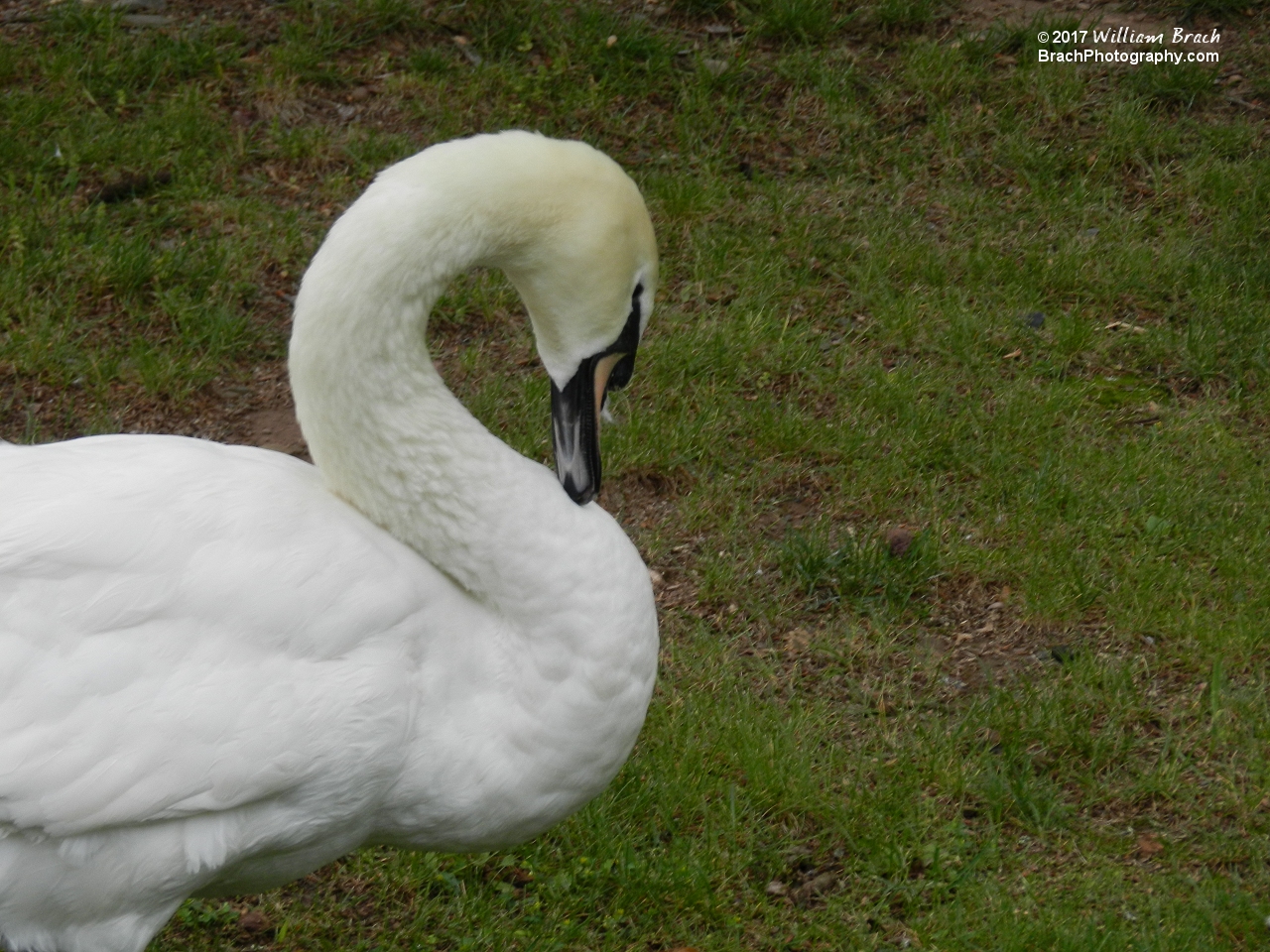 Resident swan at Knoebels.