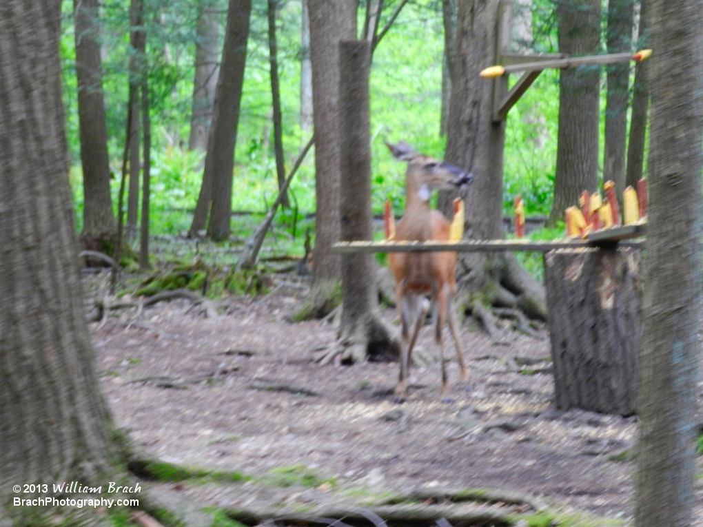 Spotted a deer eating the corn in the deep woods!