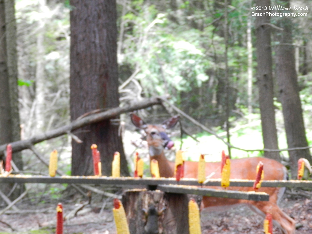Deer spotted while riding the Pioneer Train in the deep woods.