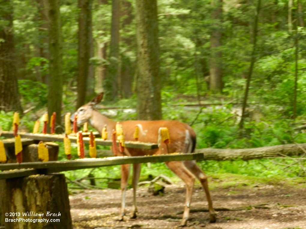 Deer eating the corn.
