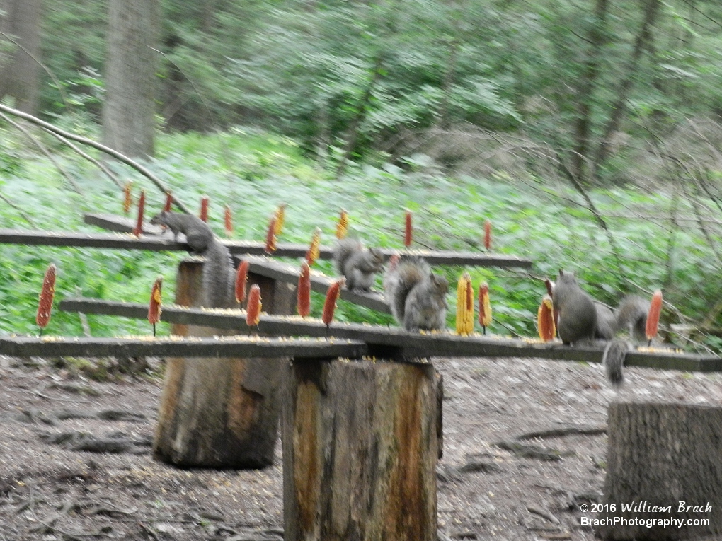 Lousy squrrels eating all the food meant for the deer.