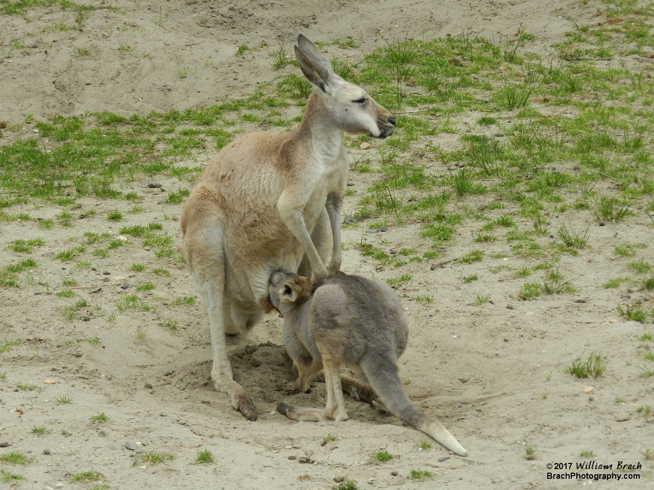 A Red Kangaroo and her Joey.