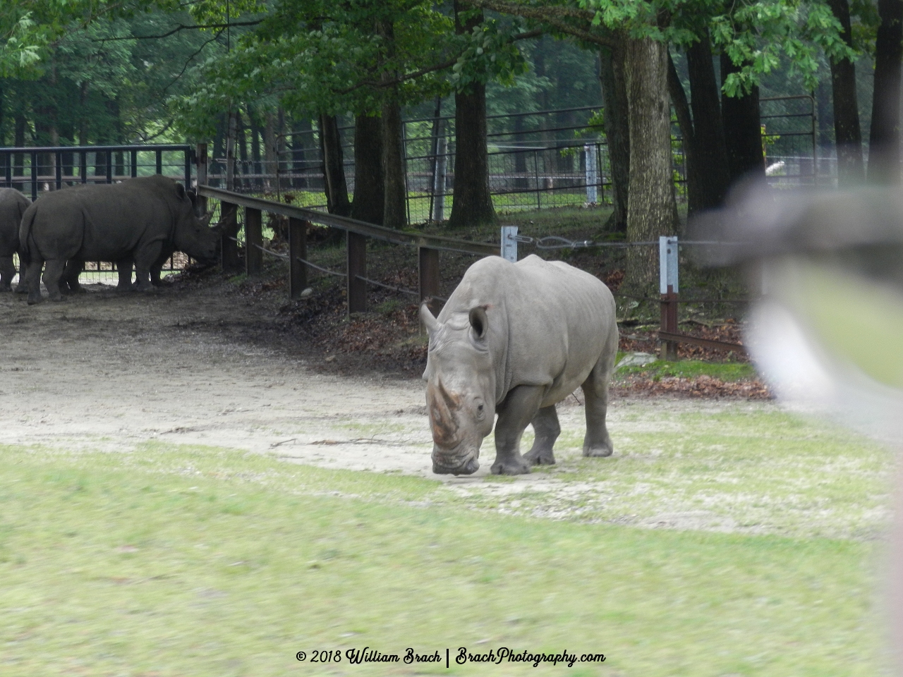Grazing the field hre, we see a Rhino!